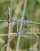 Šidélko kroužkované (Vážky), Enallagma cyathigerum (Odonata)
